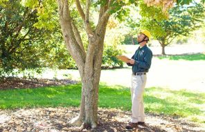 An arborist wearing a yellow hard hat and holding a clipboard is examining a tree in a well-maintained garden. He is standing on a bed of mulch and looking up at the tree branches.